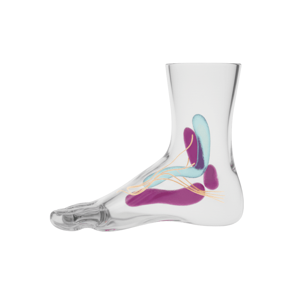 Anatomical illustration of the foot highlighting soft tissue and nerve structures
